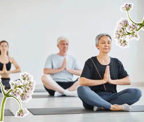 La valeriana combate el insomnio y el estrés de forma natural. Descubre sus beneficios, usos en casa y propiedades relajantes. (Getty Images)