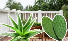 El tamaño sí importa: estas son las similitudes y diferencias entre la sábila y el nopal