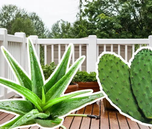 Propiedades, usos y consejos para elegir la planta ideal para tu hogar (Getty Images) Propiedades, usos y consejos para elegir la planta ideal para tu hogar (Getty Images)