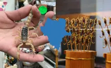 ¿Comen Alacranes? Las costumbres de Durango que seguro no conocías