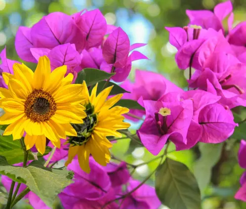 Dosmplantas favoritas para los polinizadores (Getty images) Dosmplantas favoritas para los polinizadores (Getty images)