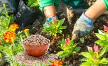 El secreto del abono de lentejas: cómo usarlo para un crecimiento rápido y saludable