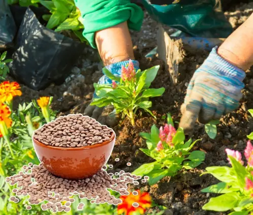 Abono de lentejas casero: agua nutritiva o compost que acelera el crecimiento de tus plantas de forma natural y sostenible.