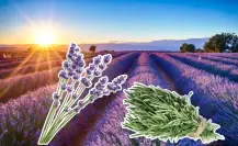 Lavanda vs. Romero: ¿Cuál es la mejor planta aromática para tu hogar y jardín?