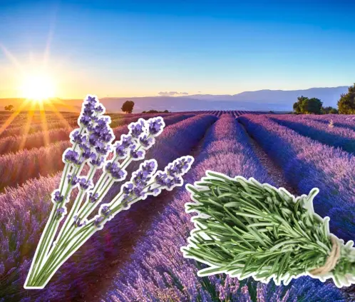 ¿Lavanda o romero? Ambas son aromáticas y fáciles de cuidar (Getty Images)