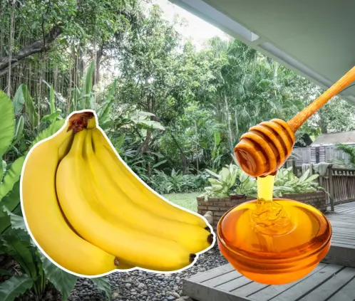 Esta mezcla de cocina se convierte en un potente abono para plantas de ornato. Aprende cómo prepararla en casa (Getty images) Esta mezcla de cocina se convierte en un potente abono para plantas de ornato. Aprende cómo prepararla en casa (Getty images)