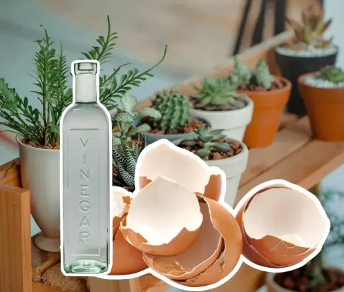 Haz que tus plantas crezcan con raíces y tallos fuertes con este fertilizante casero de cáscaras de huevo y vinagre, económico y natural