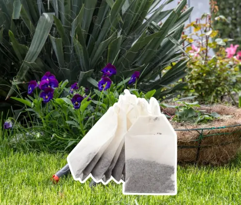 Reutiliza tus restos de té verde como fertilizante casero rico en nutrientes, ideal para plantas ácidas y jardines sostenibles. (Getty Images) Reutiliza tus restos de té verde como fertilizante casero rico en nutrientes, ideal para plantas ácidas y jardines sostenibles. (Getty Images)