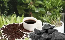 Abono con café y carbón vegetal: el dúo perfecto para macetas de interior