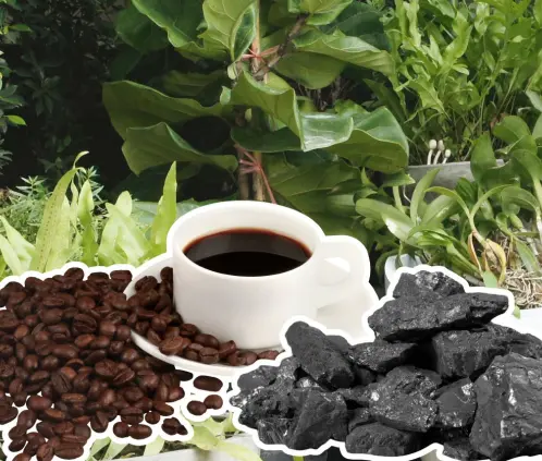Nutre tus plantas con café y carbón vegetal: un abono natural, económico y eficaz para macetas de interior (Getty Images)