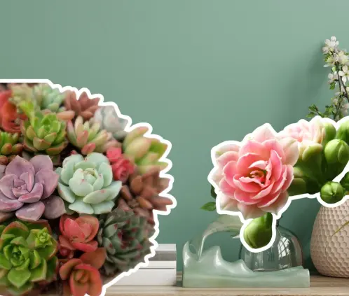 Kalanchoe o suculentas clásicas: descubre cuál requiere menos cuidados y cuál se adapta mejor a tu estilo de vida (Getty Images)