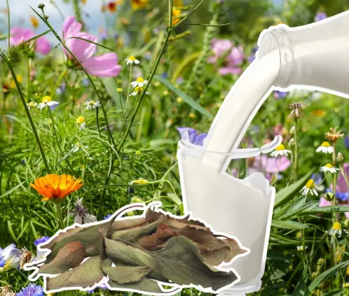 Abono con hojas secas y leche: receta fácil, económica y rica en nutrientes para cualquier planta (Getty Images)