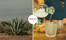 Profeco revela 7 mezcales que mienten y nadie se había dado cuenta Profeco revela 7 mezcales que mienten y nadie se había dado cuenta