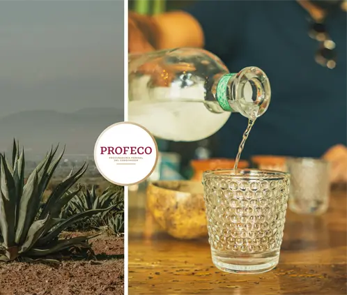 Profeco revela 7 mezcales que mienten y nadie se había dado cuenta (Foto: Canva) Profeco revela 7 mezcales que mienten y nadie se había dado cuenta (Foto: Canva)