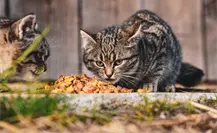 ¿Whiskas o Purina? Profeco revela la mejor marca de croquetas para gato ¿Whiskas o Purina? Profeco revela la mejor marca de croquetas para gato