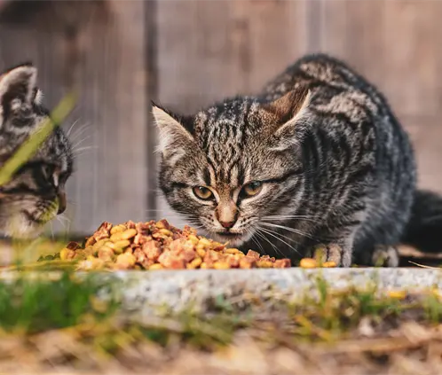 ¿Whiskas o Purina? Profeco revela la mejor marca de croquetas para gato (Foto: Pexels) ¿Whiskas o Purina? Profeco revela la mejor marca de croquetas para gato (Foto: Pexels)