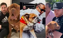 Desde Messi hasta Hamilton: las mascotas más famosas de los deportistas de élite Desde Messi hasta Hamilton: las mascotas más famosas de los deportistas de élite