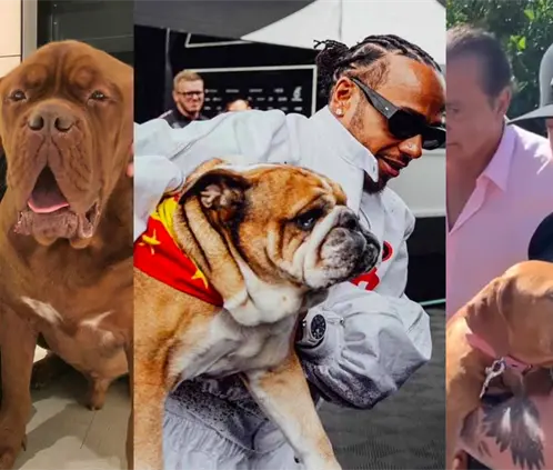 Desde Messi hasta Hamilton: las mascotas más famosas de los deportistas de élite.  Desde Messi hasta Hamilton: las mascotas más famosas de los deportistas de élite.